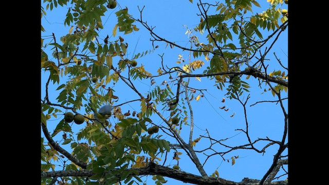 Magnolia Warbler - ML642277800