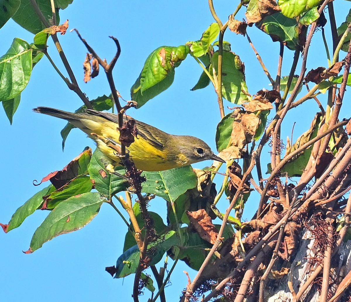 lesňáček pokřovní - ML642277802