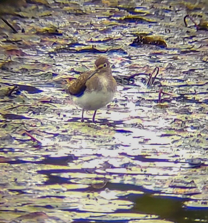 Solitary Sandpiper - ML642277807