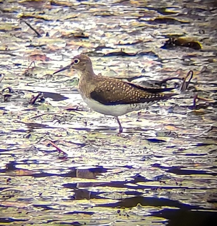 Solitary Sandpiper - ML642277808