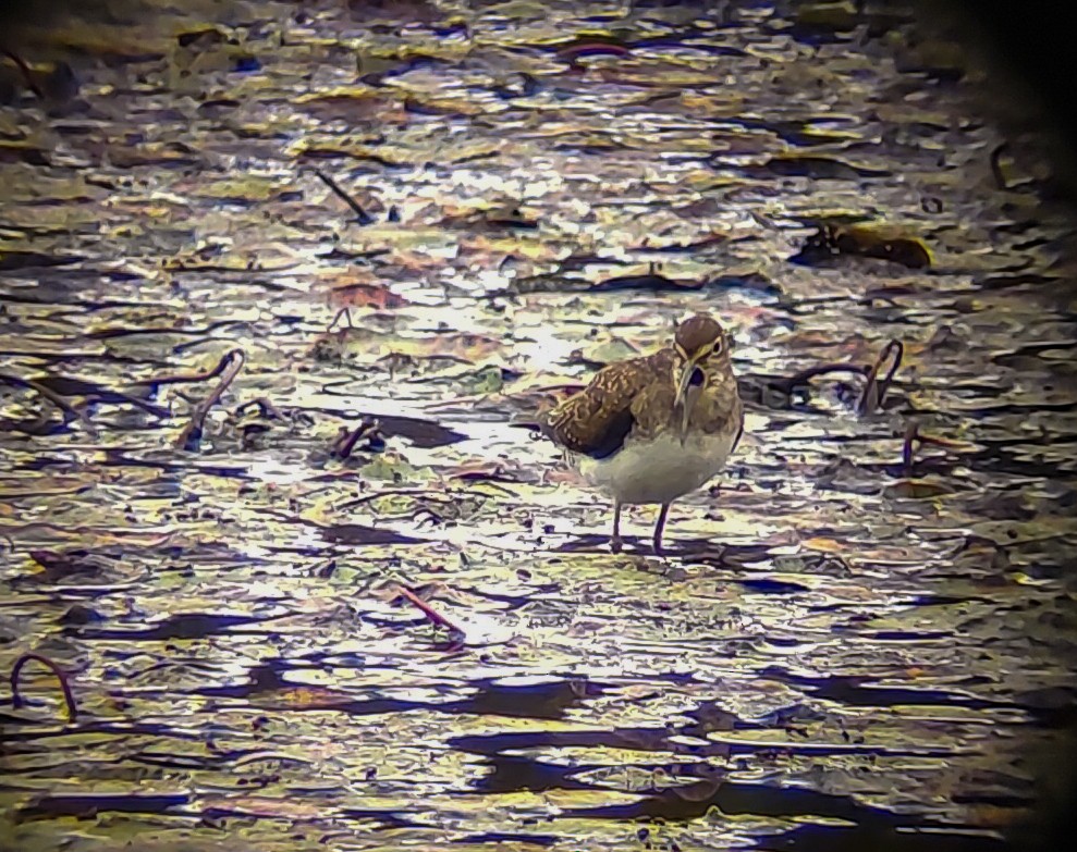 Solitary Sandpiper - ML642277809