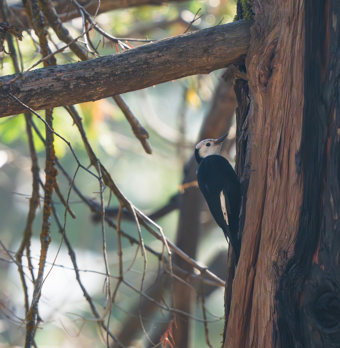 White-headed Woodpecker - ML642277811