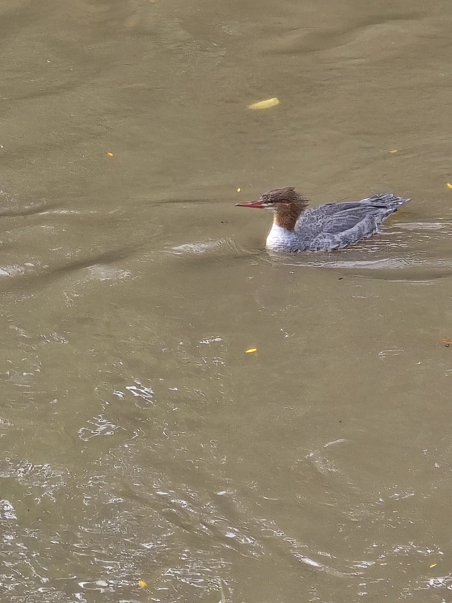 Common Merganser - ML642277826