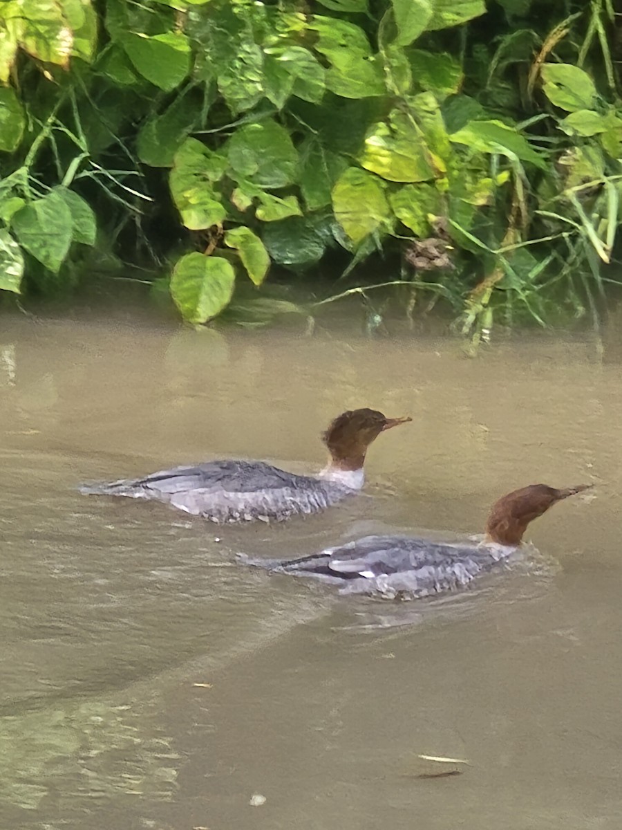 Common Merganser - ML642277827