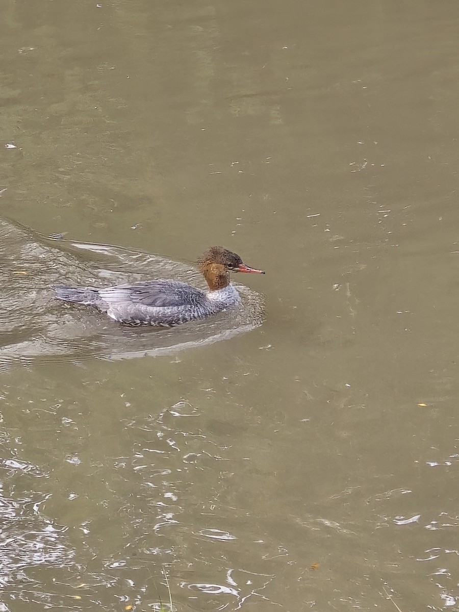 Common Merganser - ML642277828