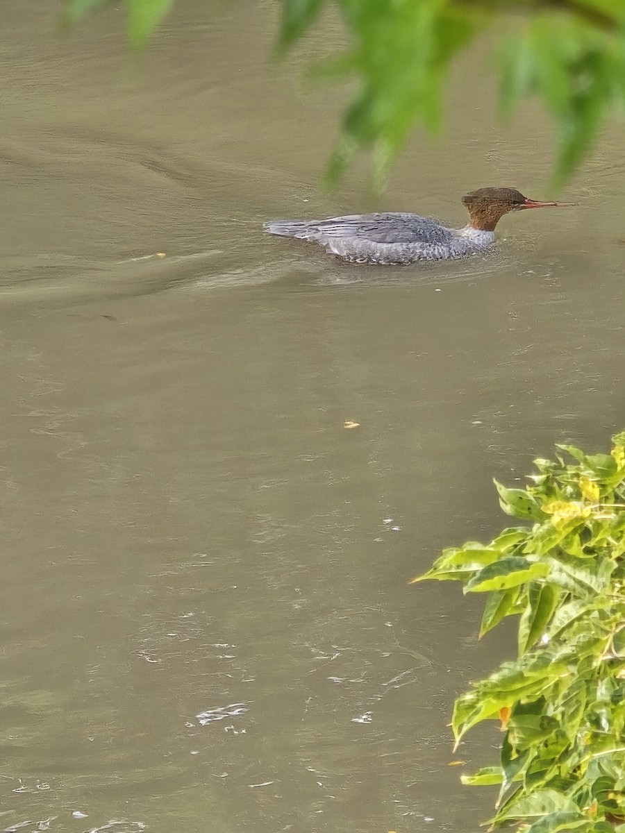Common Merganser - ML642277829
