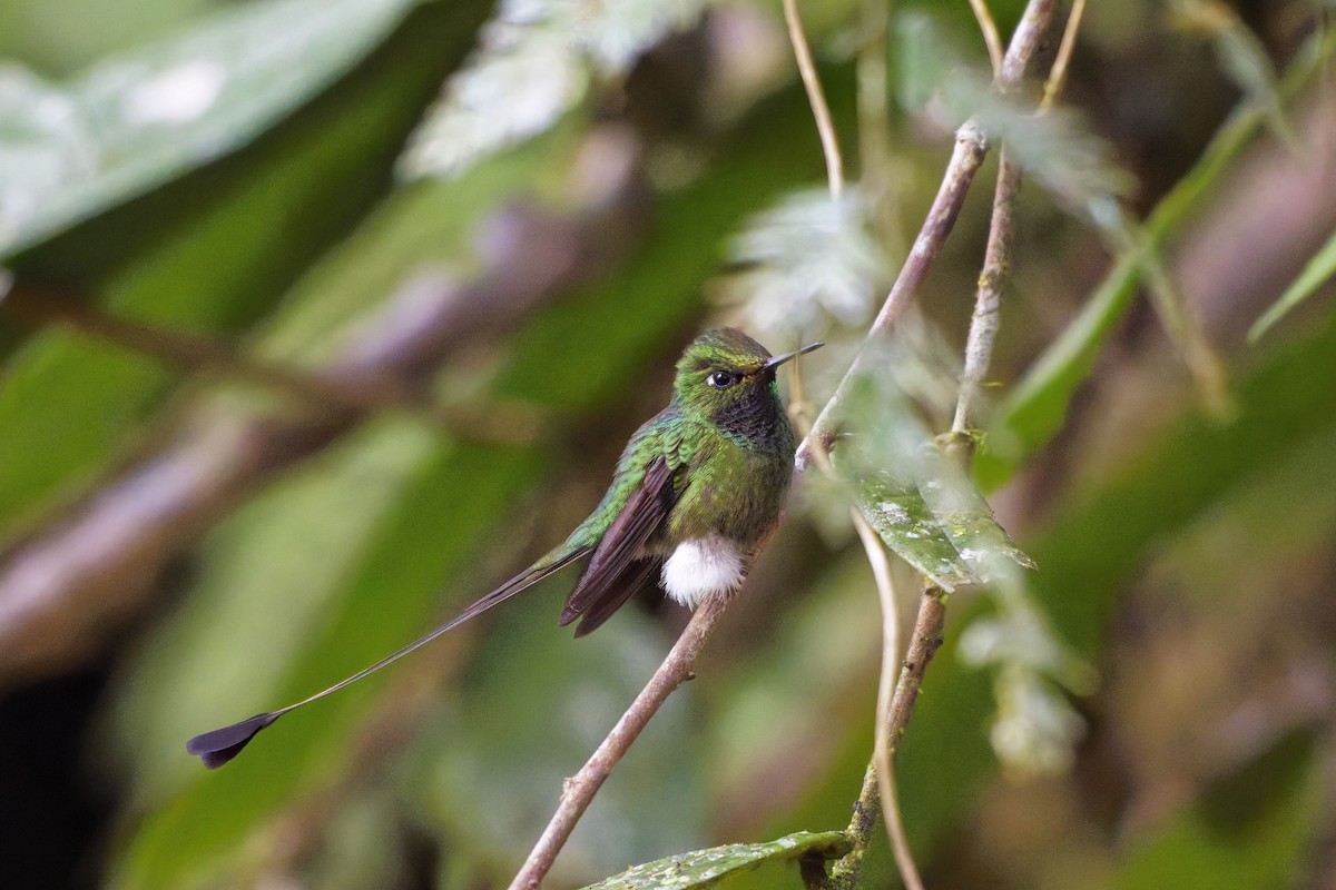 White-booted Racket-tail - ML642277863