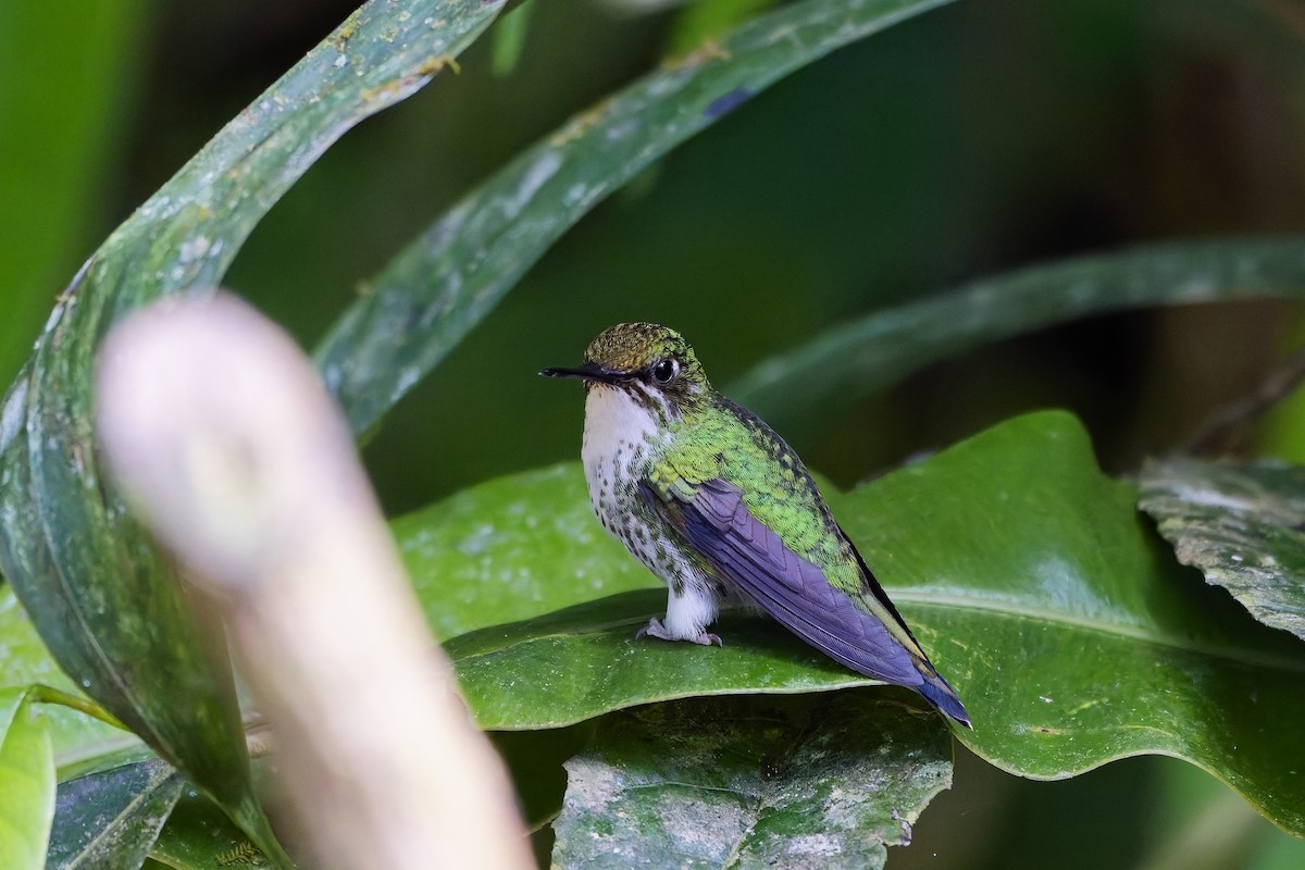 White-booted Racket-tail - ML642277935