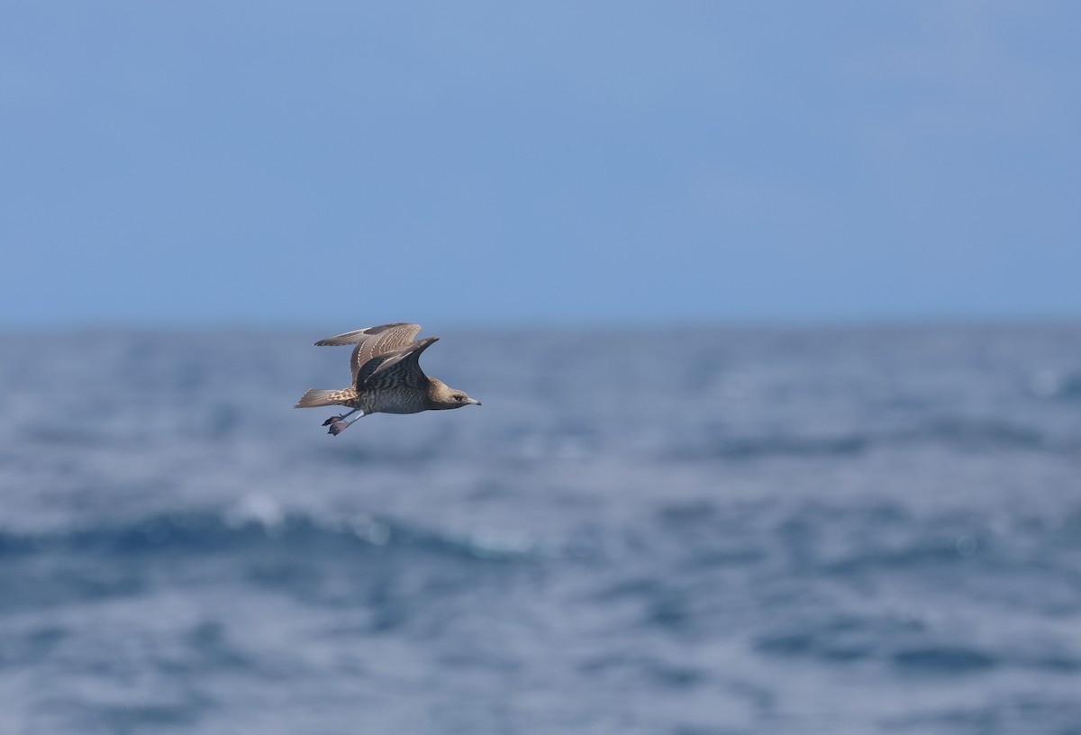 Parasitic Jaeger - ML642277946