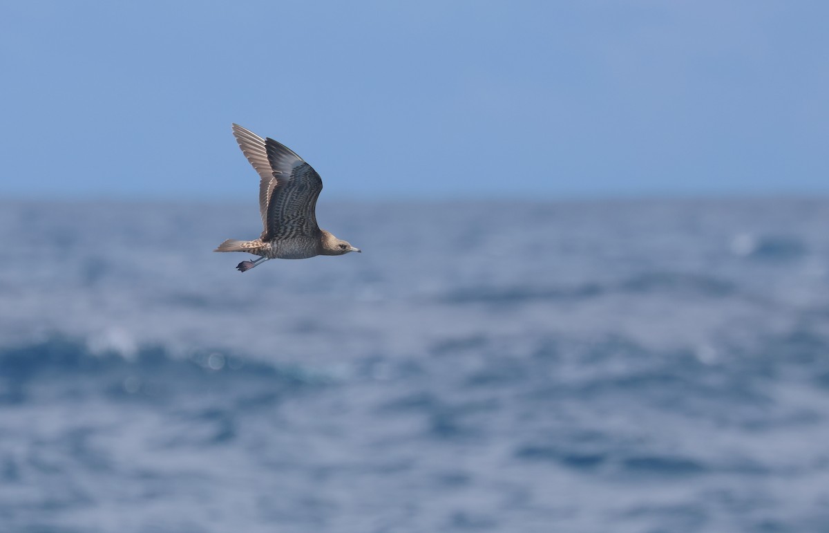 Parasitic Jaeger - ML642277957