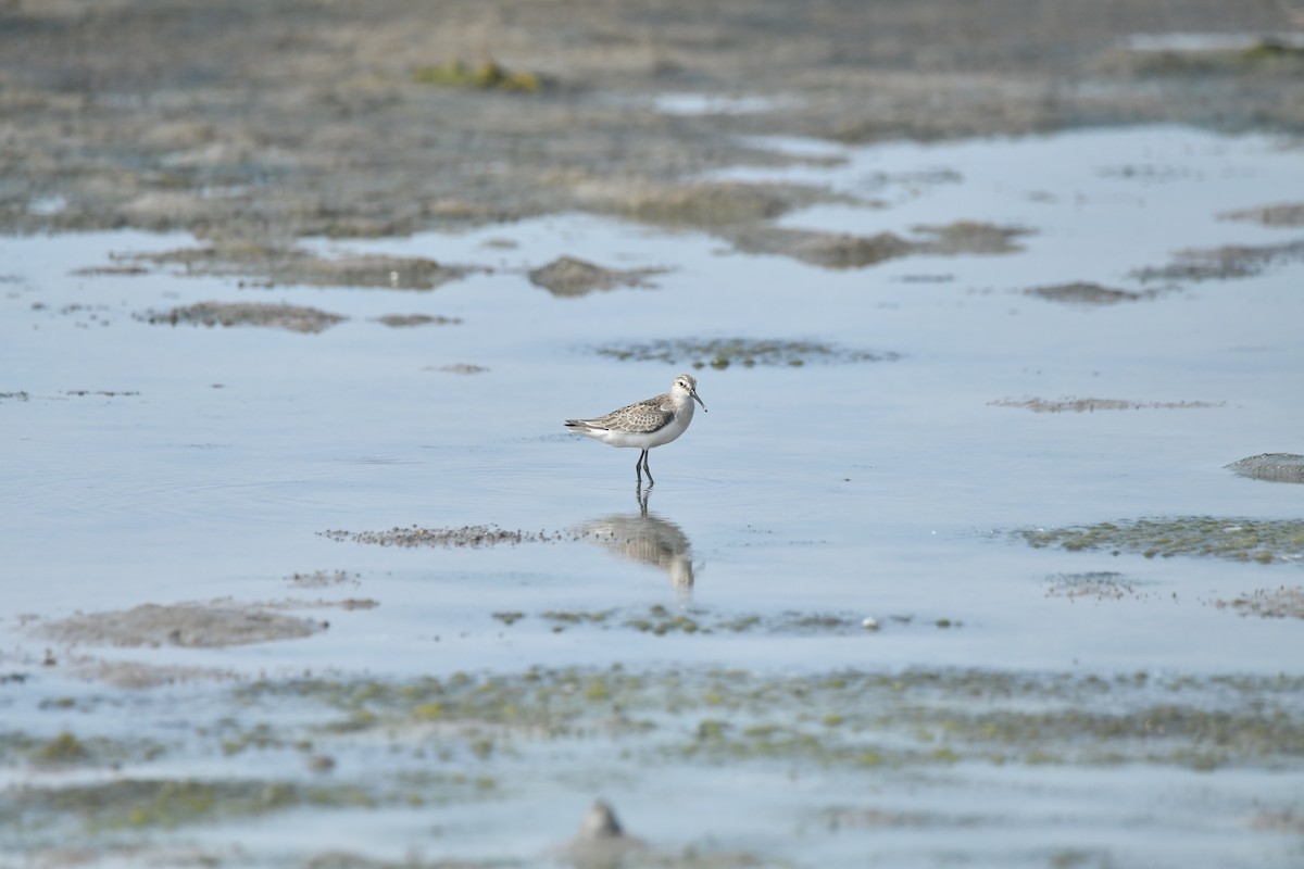 Curlew Sandpiper - ML642277960
