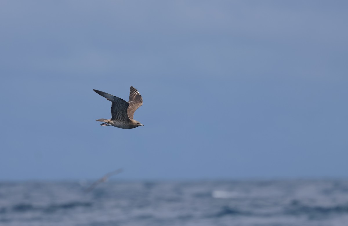 Parasitic Jaeger - ML642277968