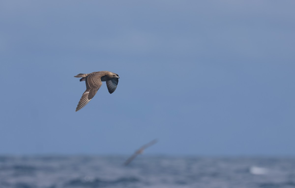 Parasitic Jaeger - ML642277972