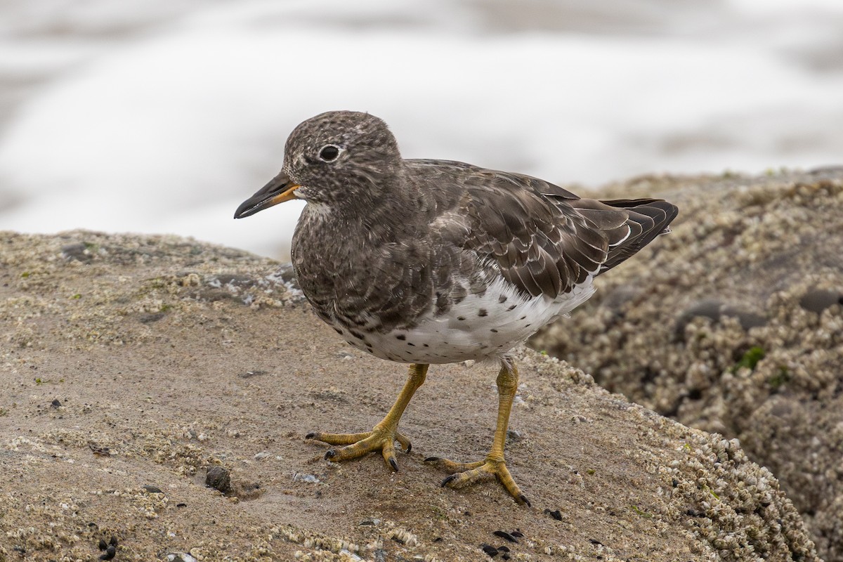 Surfbird - ML642277973