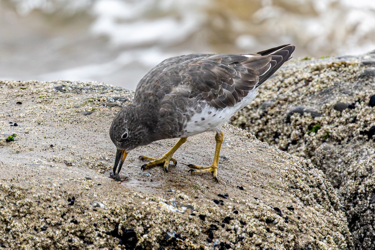 Surfbird - ML642277974