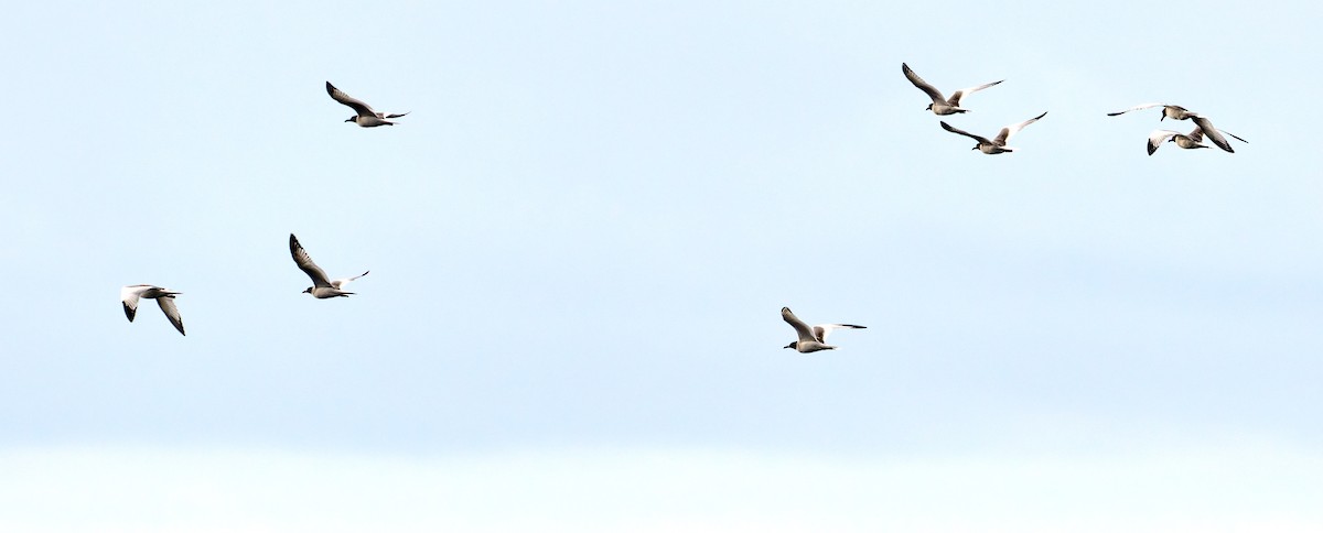 Swallow-tailed Gull - ML642277975