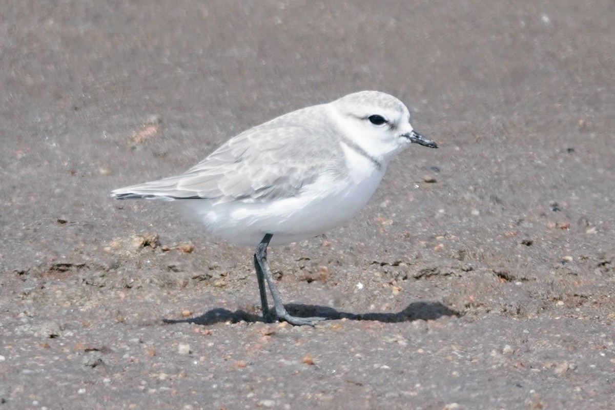 Chestnut-banded Plover - ML642277987