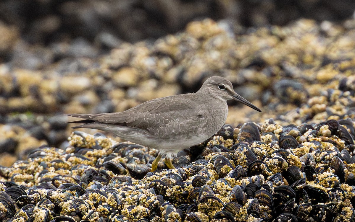 Wandering Tattler - ML642277994