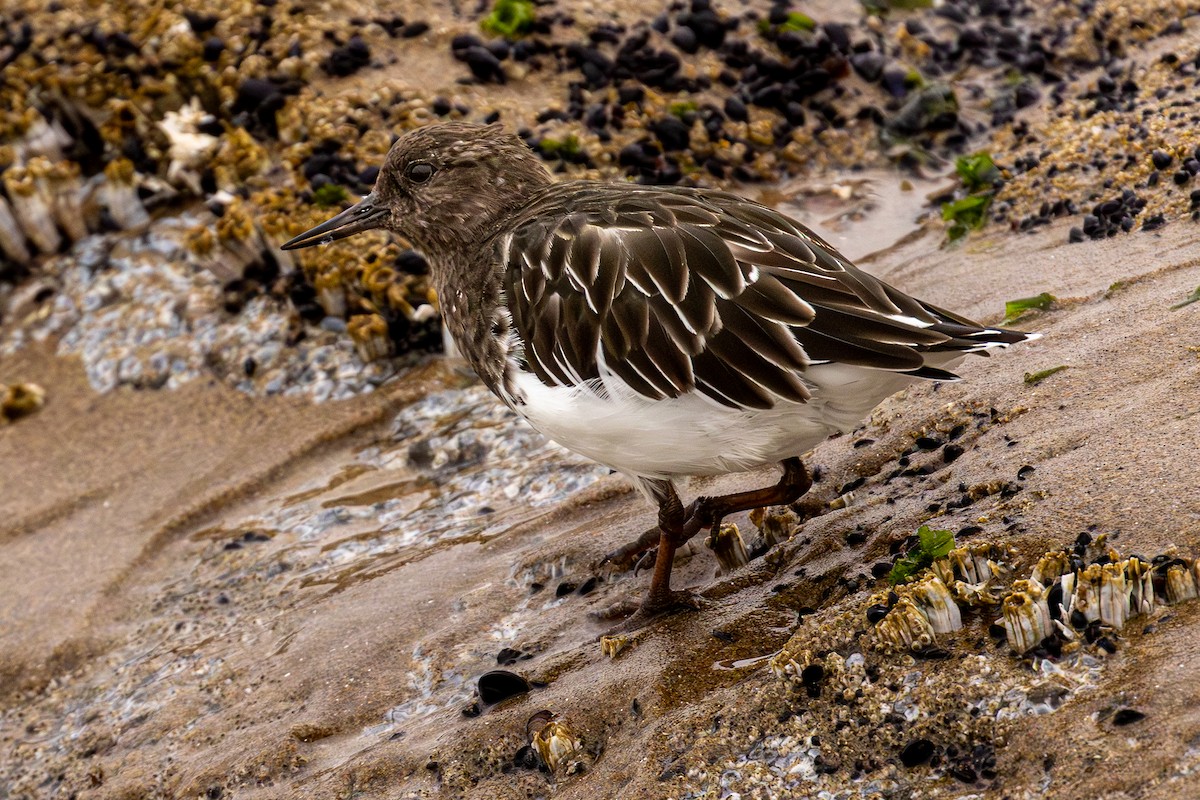Black Turnstone - ML642278006