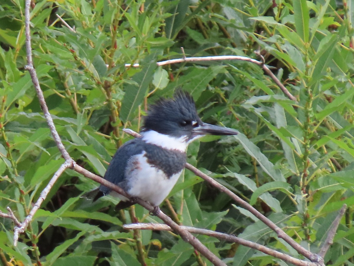 Belted Kingfisher - Ericka Albright