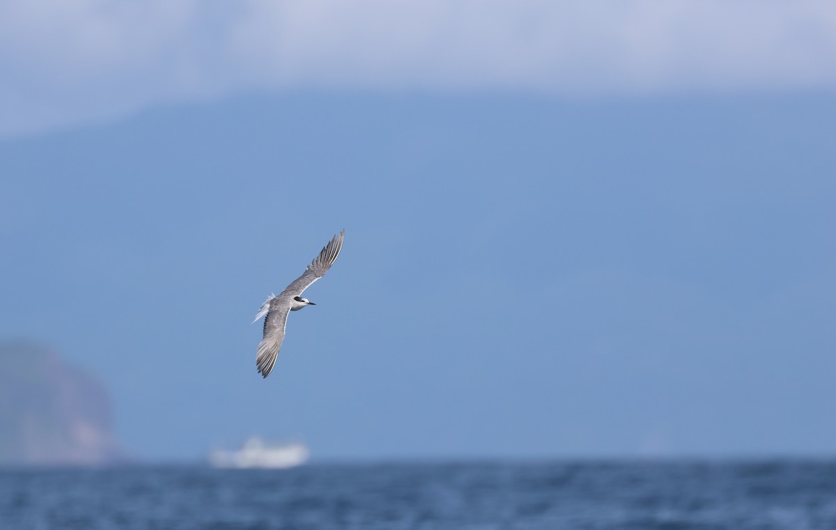 Aleutian Tern - ML642278087