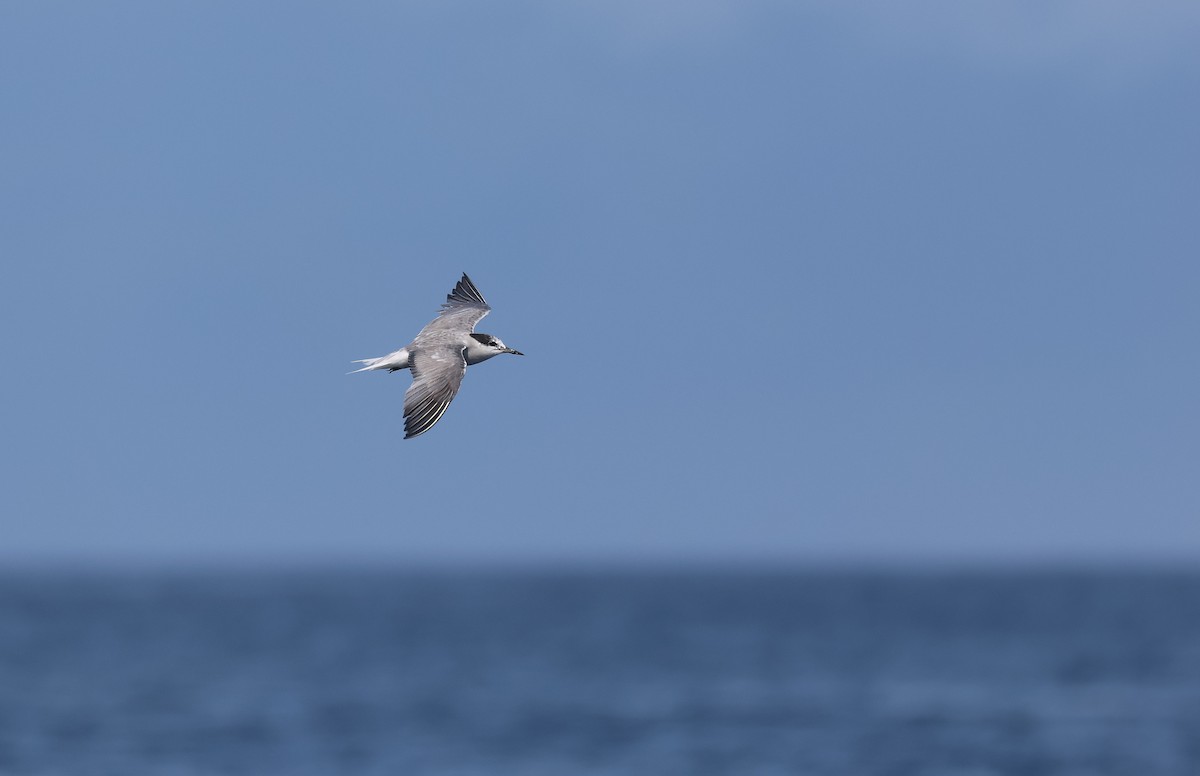 Aleutian Tern - ML642278093