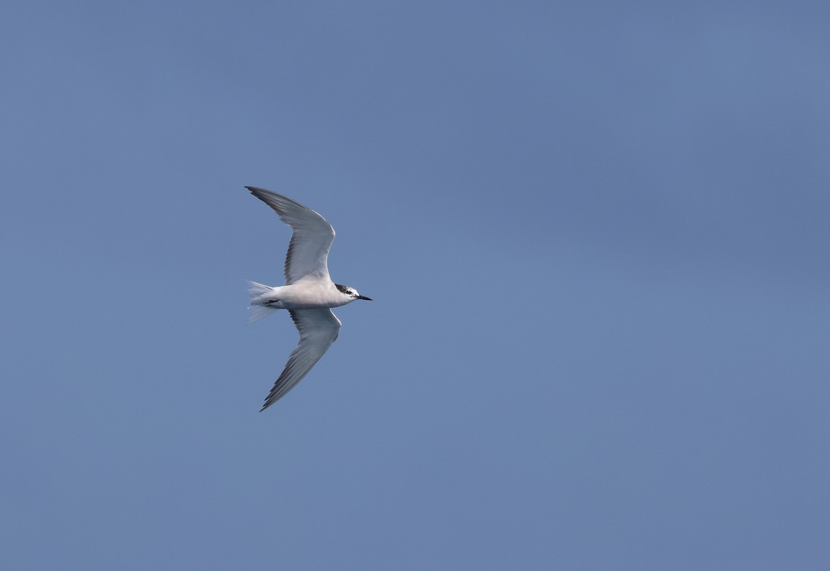 Aleutian Tern - ML642278099