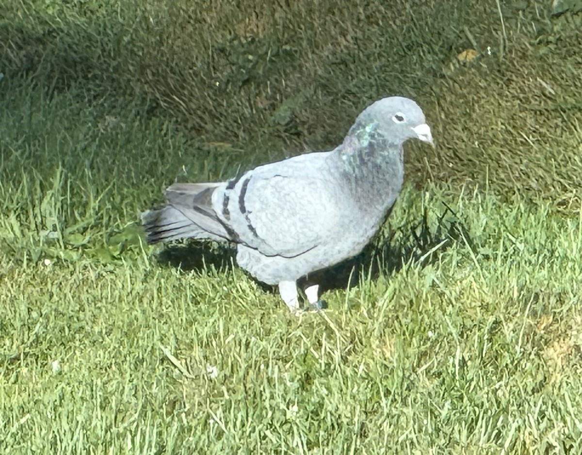 Rock Pigeon (Feral Pigeon) - ML642278101