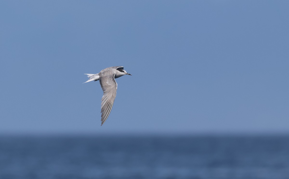 Aleutian Tern - ML642278104