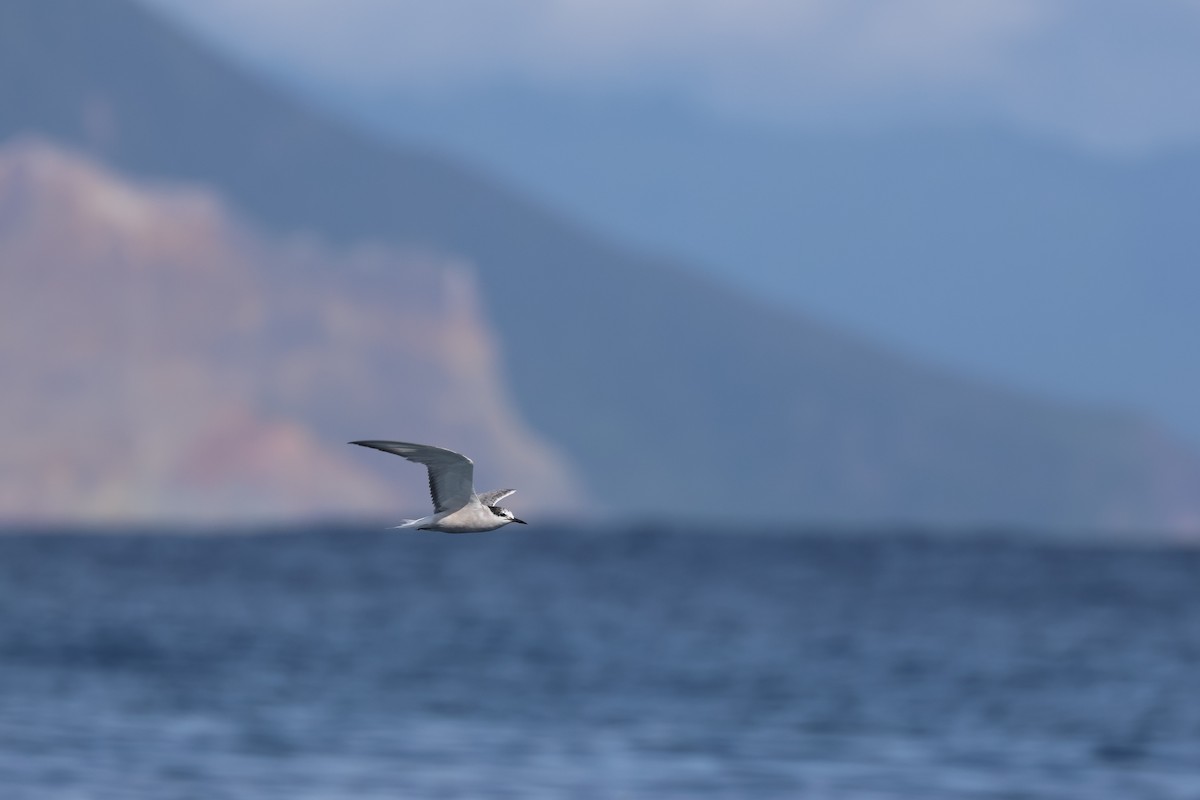 Aleutian Tern - ML642278113