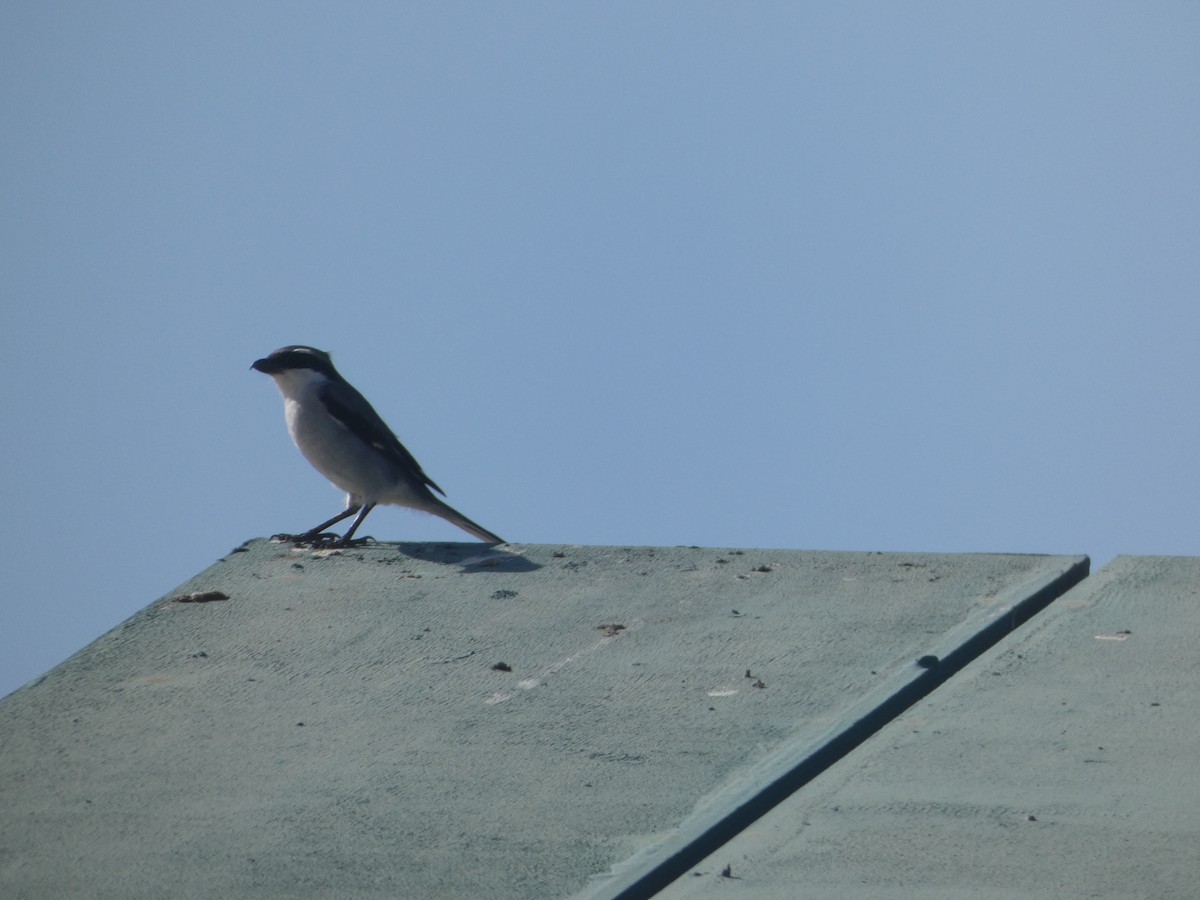 Great Gray Shrike (Sahara) - ML642278130