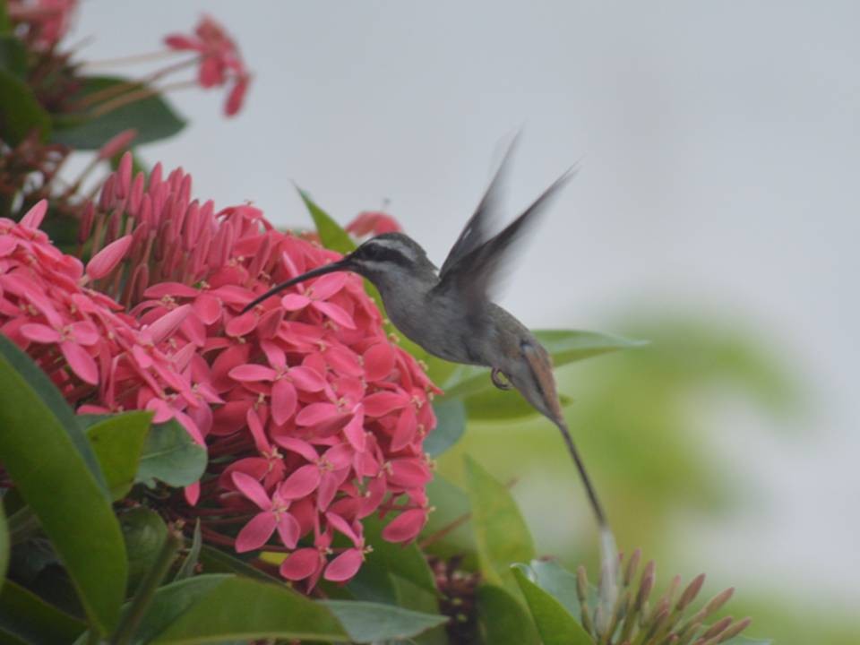 Sooty-capped Hermit - ML642278151