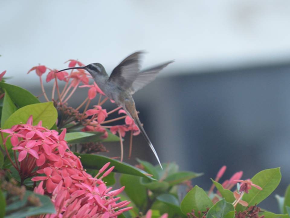 Sooty-capped Hermit - ML642278152