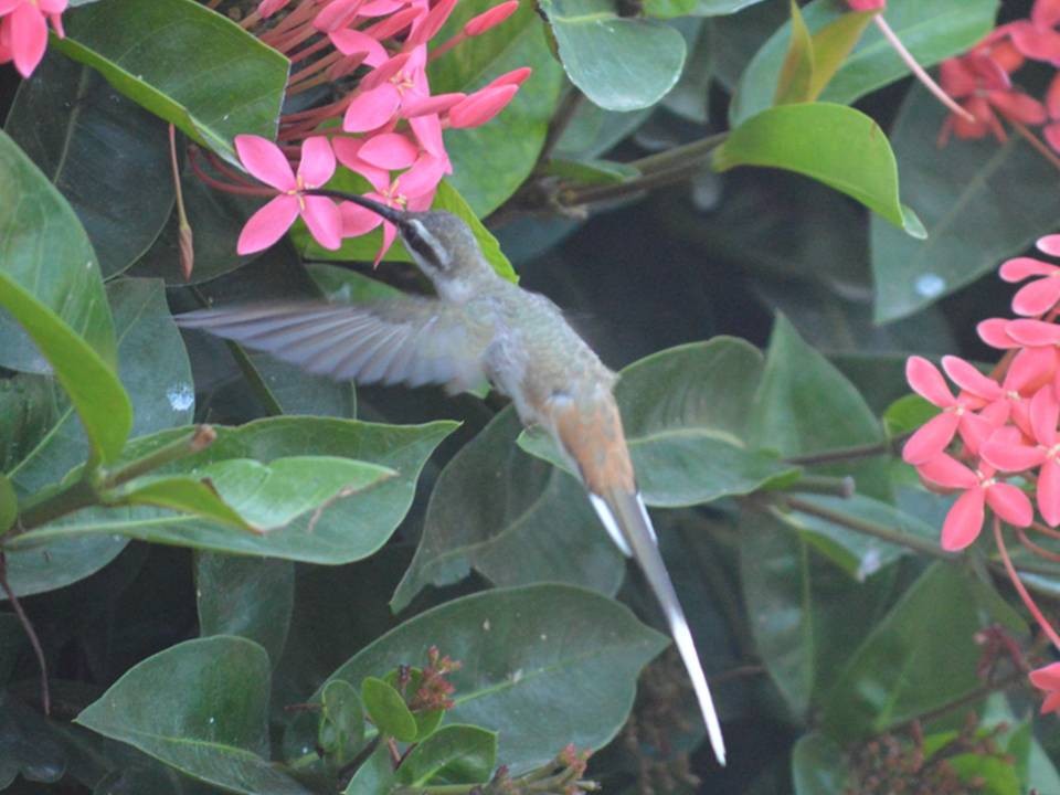 Sooty-capped Hermit - ML642278153