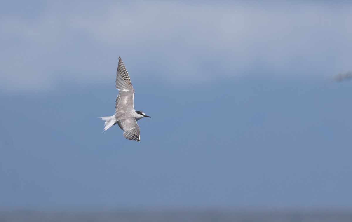 Aleutian Tern - ML642278161