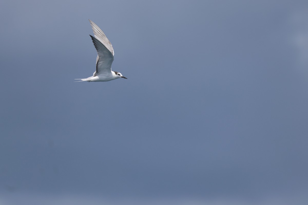 Aleutian Tern - ML642278166