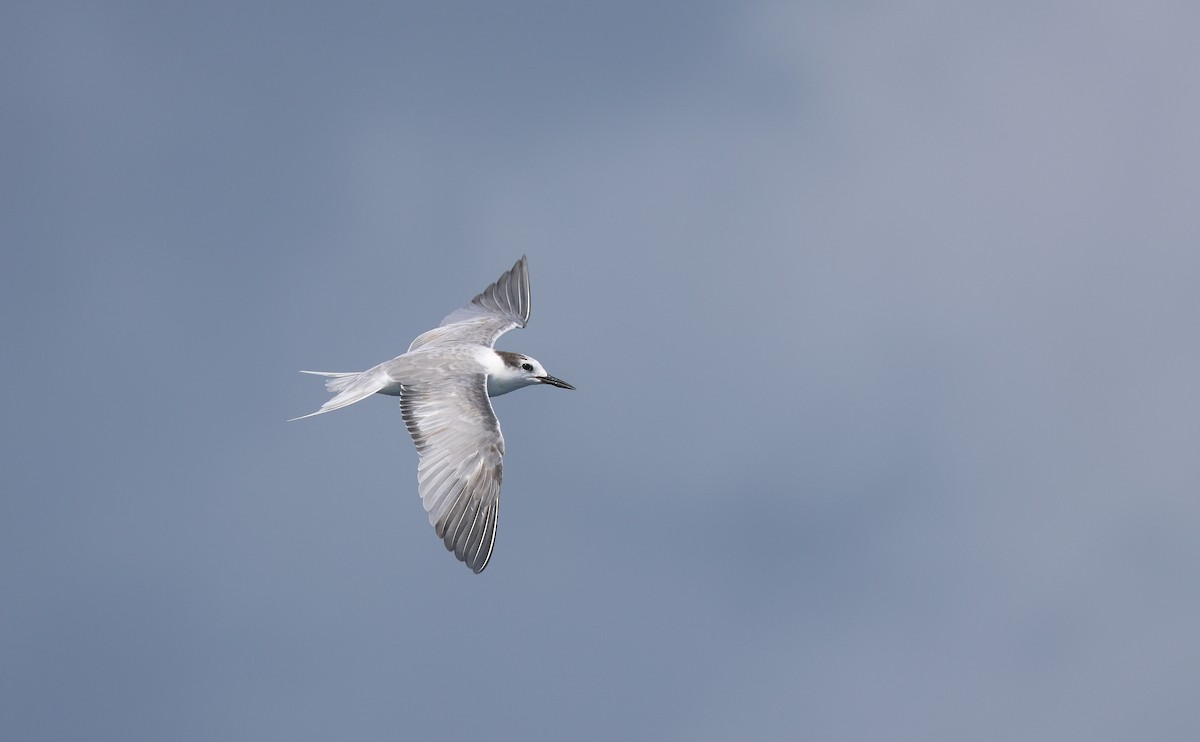 Aleutian Tern - ML642278171