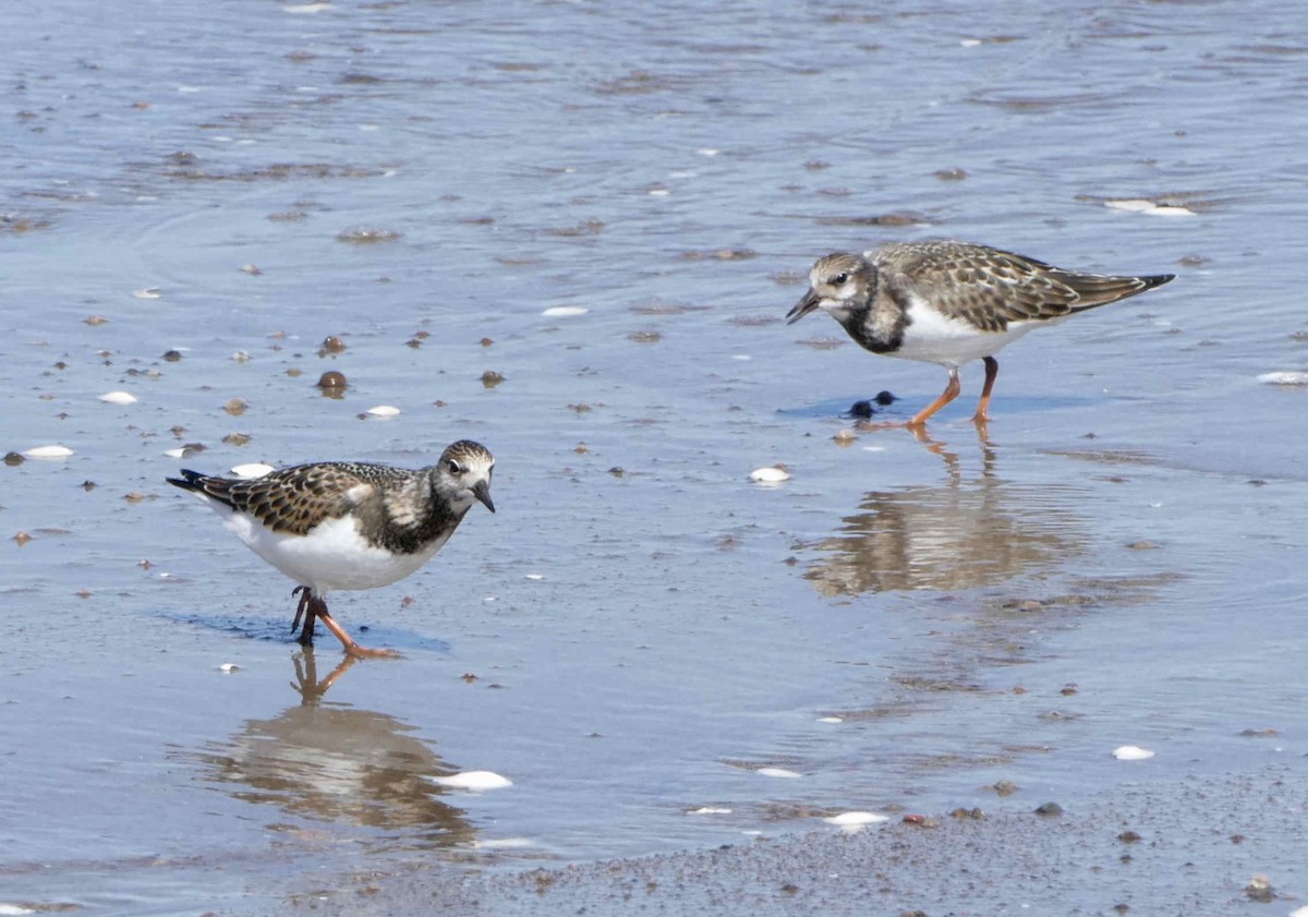 Ruddy Turnstone - ML642278180