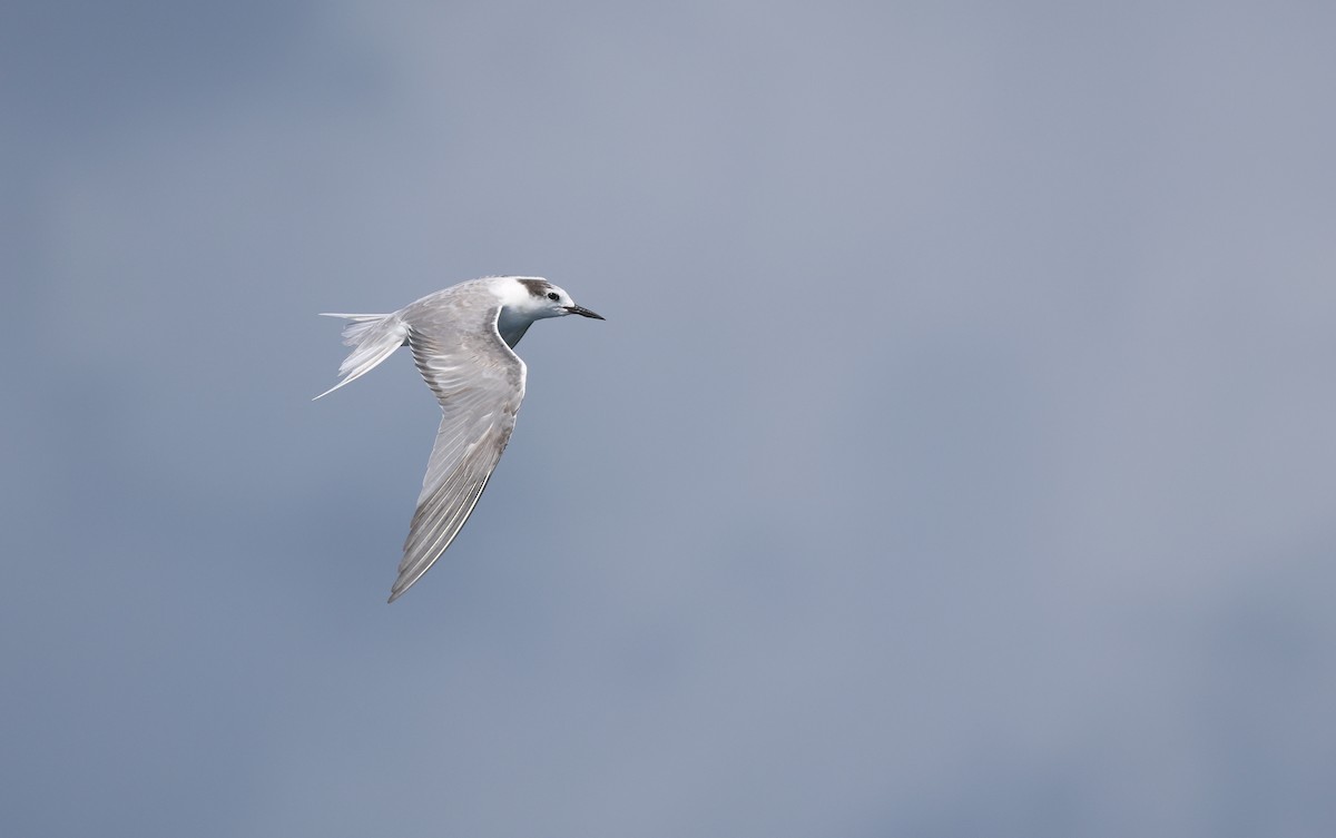Aleutian Tern - ML642278183