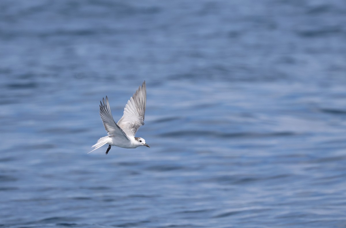 Aleutian Tern - ML642278187
