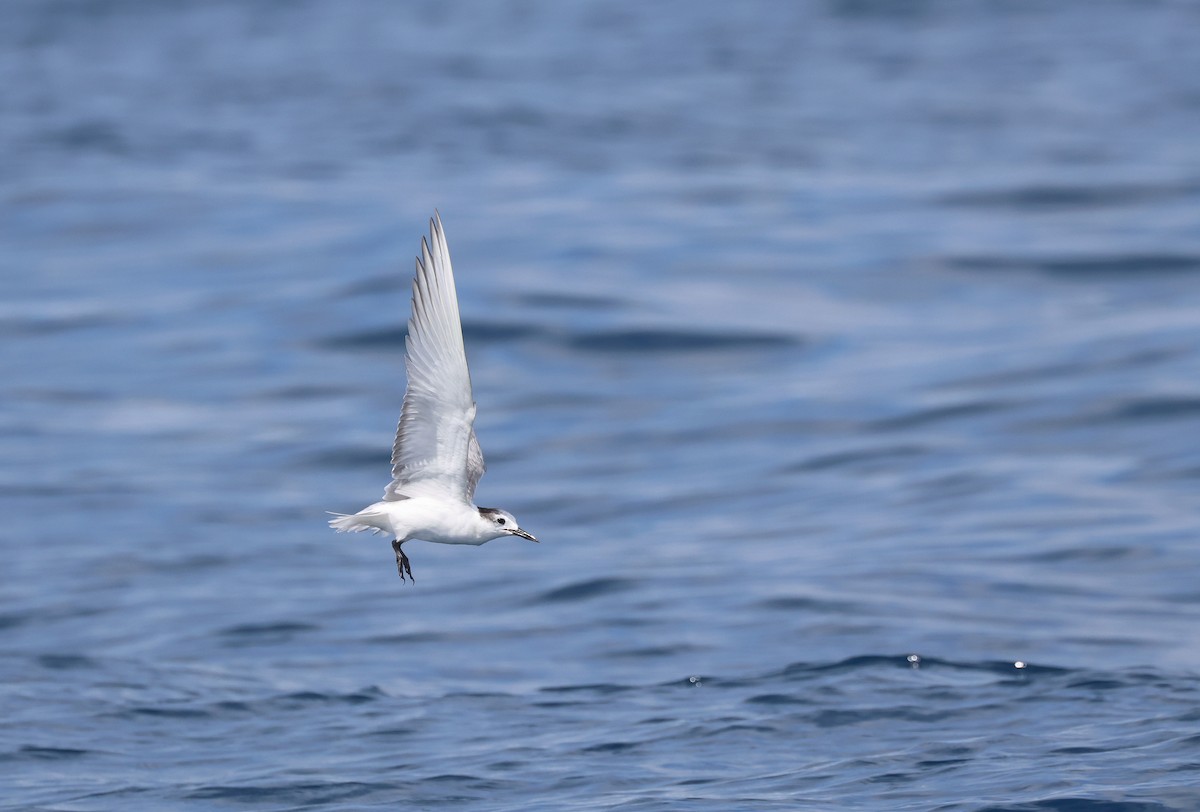 Aleutian Tern - ML642278196