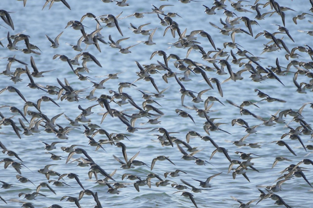 Semipalmated Sandpiper - ML642278215