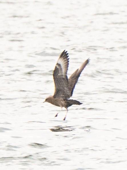 Pomarine Jaeger - ML642278273