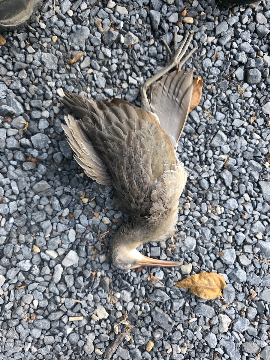 Clapper Rail - ML642278287