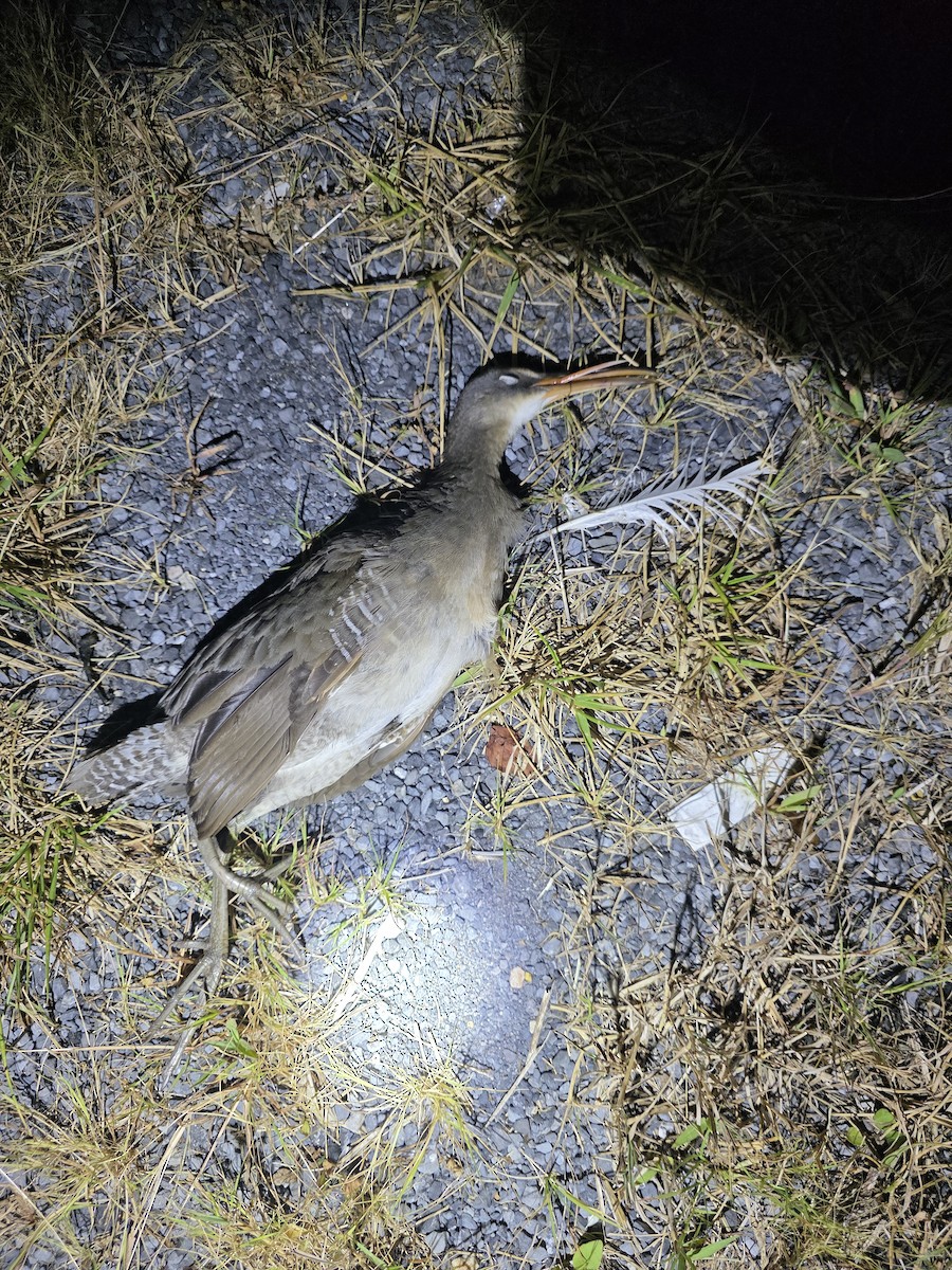 Clapper Rail - ML642278288