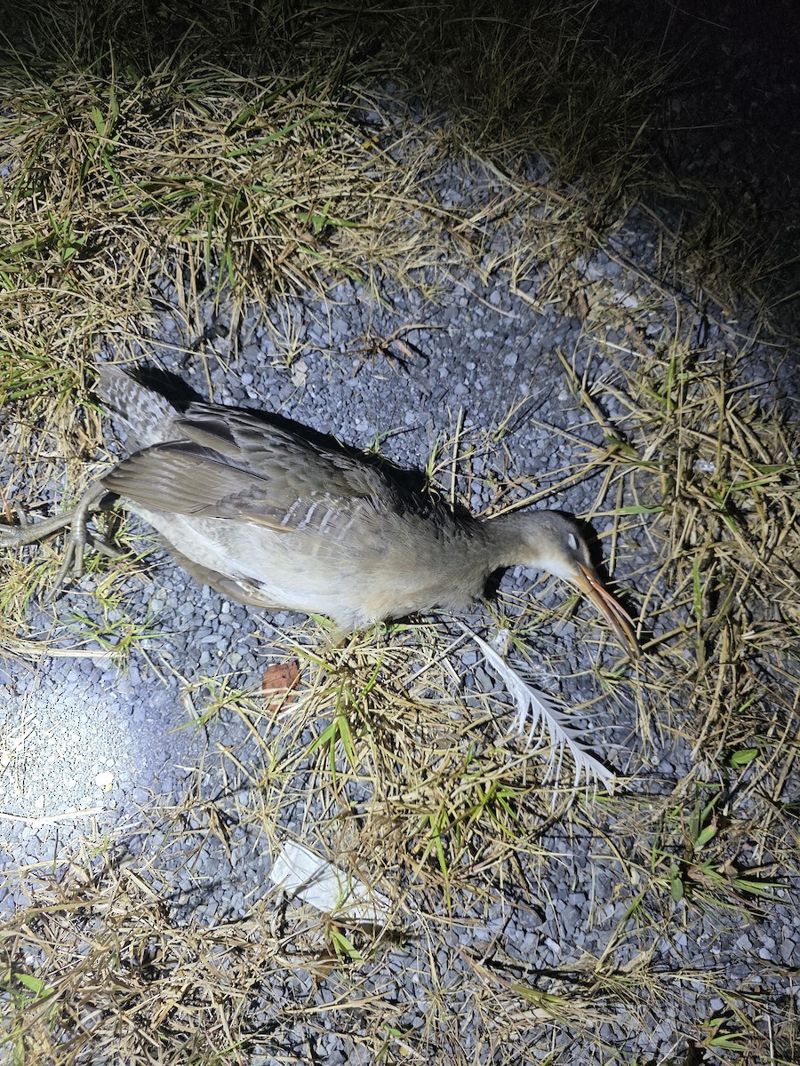 Clapper Rail - ML642278289