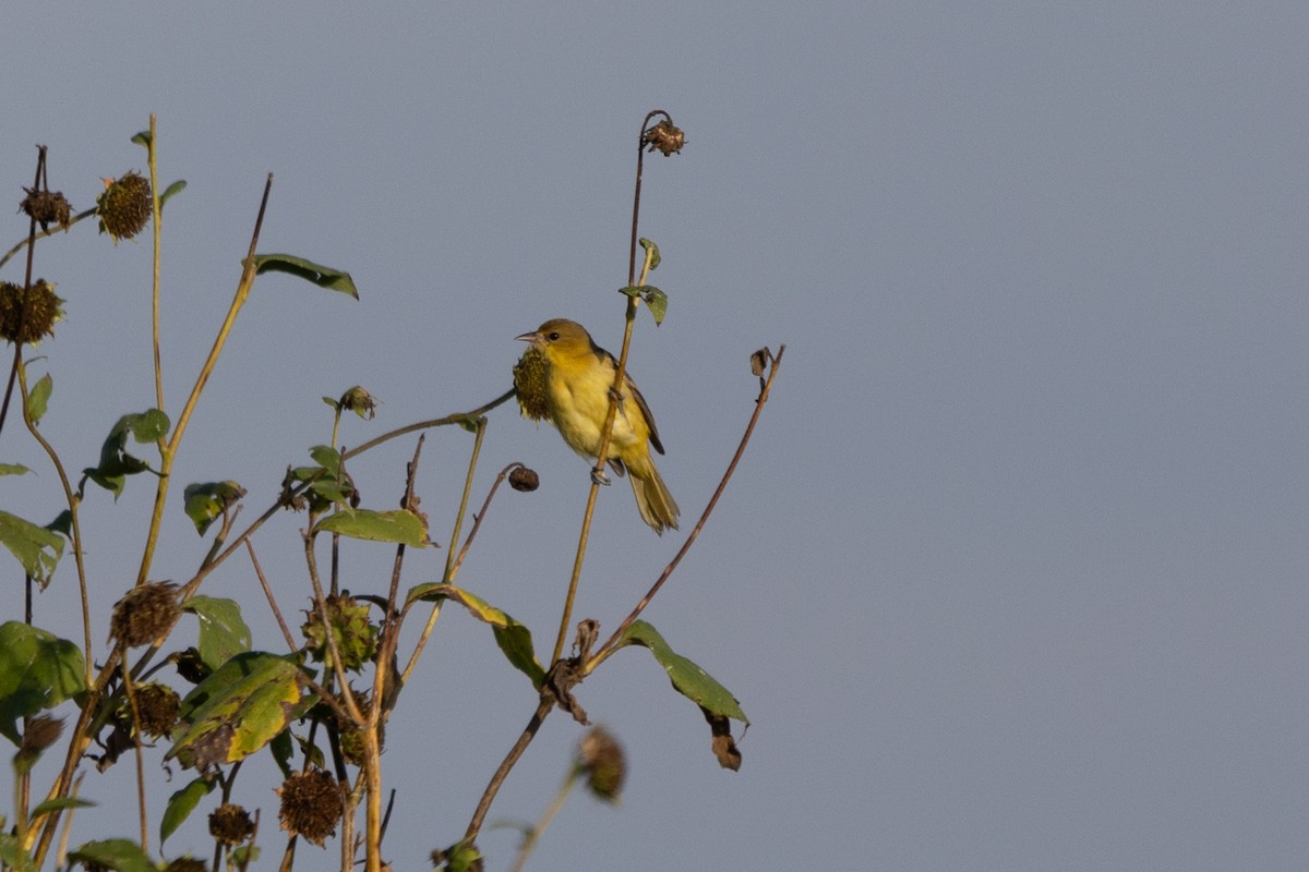 Orchard Oriole - ML642278350