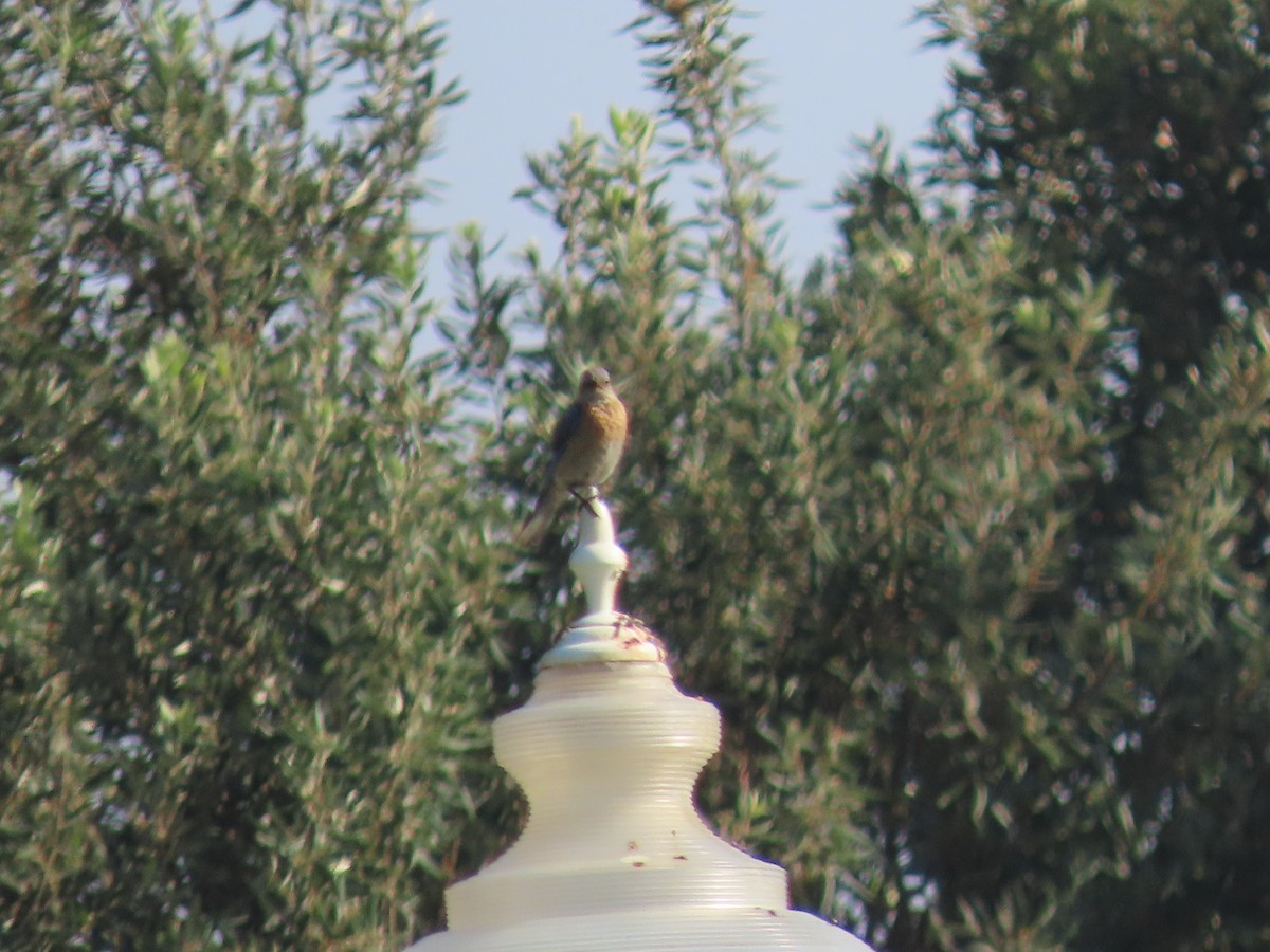 Western Bluebird - ML642278355