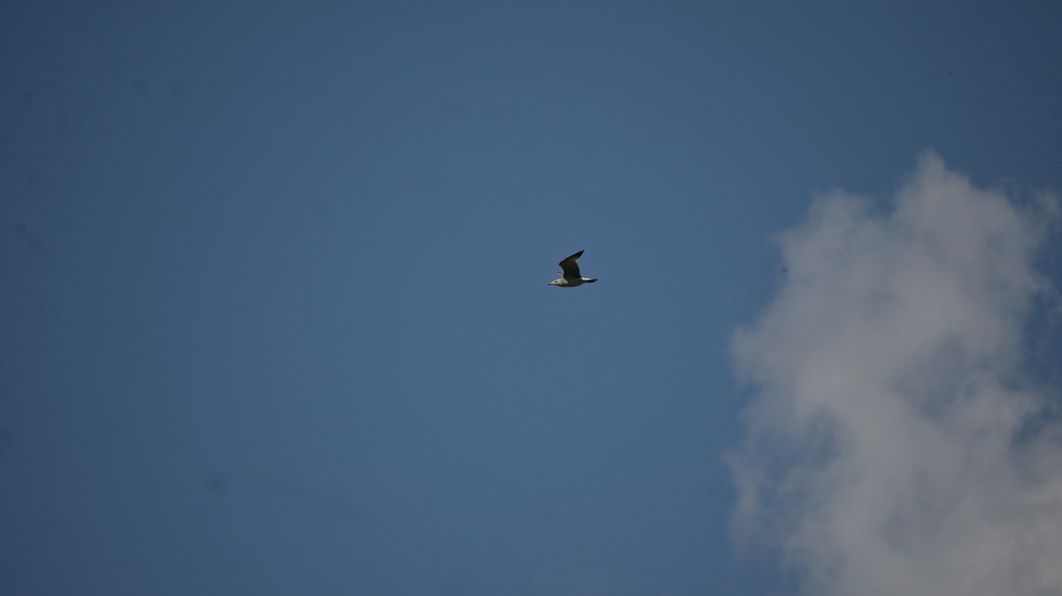 Larus sp. - ML642278376