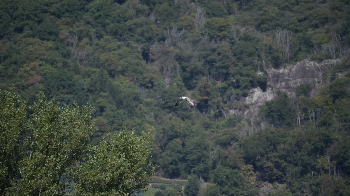 Larus sp. - ML642278377